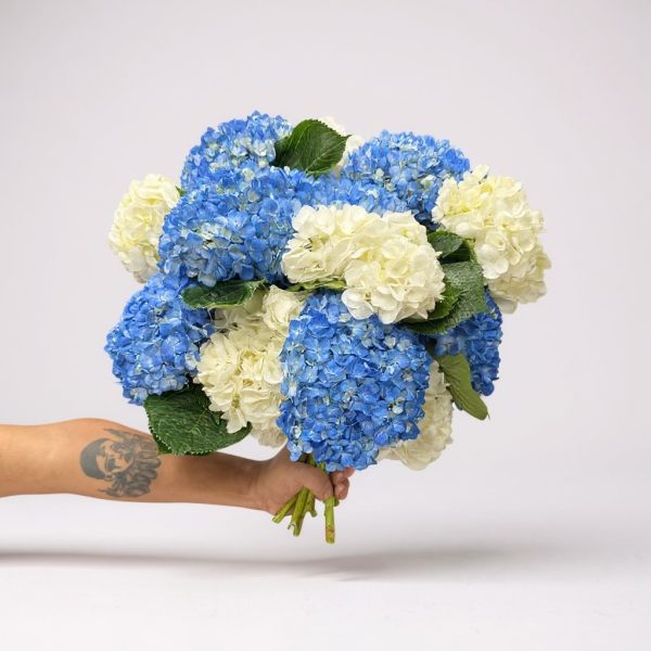 Hand holding a bouquet of blue and white hydrangeas with green leaves