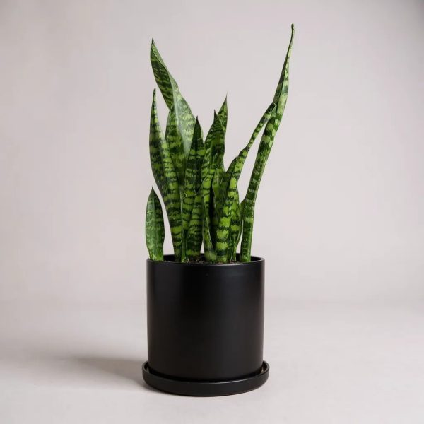 Snake Plant Black Pot