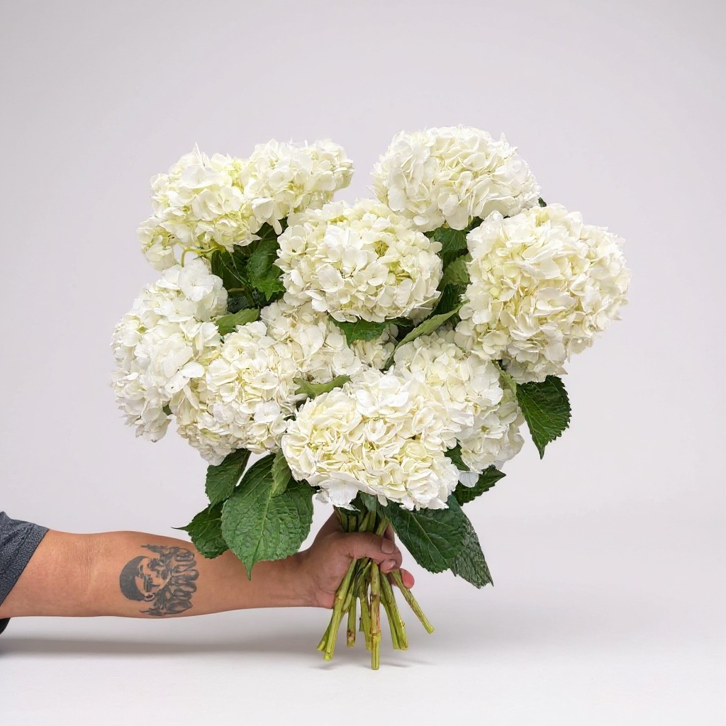 Hand holding bouquet of fresh white hydrangeas with green leaves