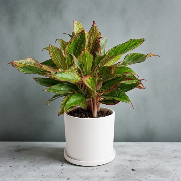 Red Aglaonema plant with green and red variegated leaves in a white pot