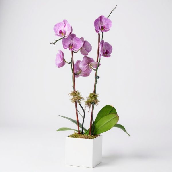 Double stem purple orchid plant in a modern white ceramic pot