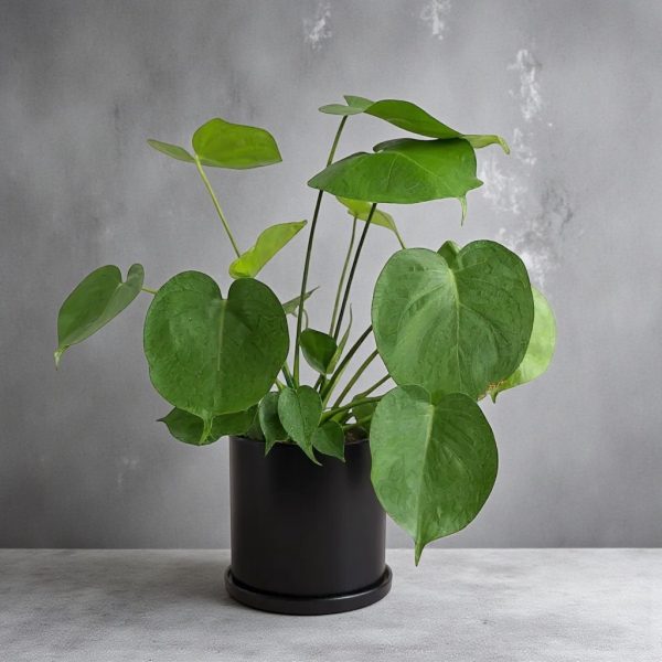 Small Monstera Deliciosa plant in a black ceramic pot.