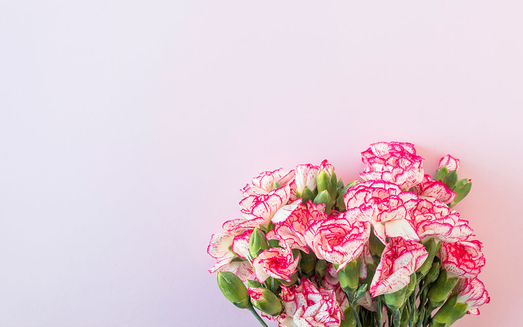 Pink carnations, the traditional Mother's Day flower symbolizing gratitude